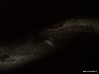 otta Petralia-17-03-2013 10-16-15